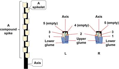 Seed position in spikelet as a contributing factor to the success of the winter annual invasive grass Aegilops tauschii